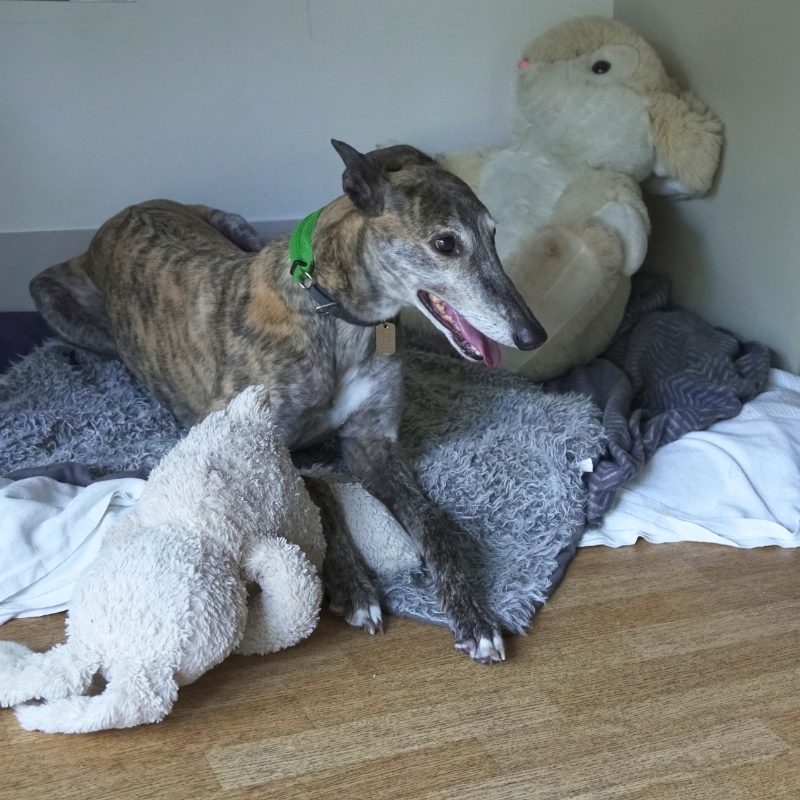 Craig's greyhound, Jennifer, lying on her bed with her toys around her.